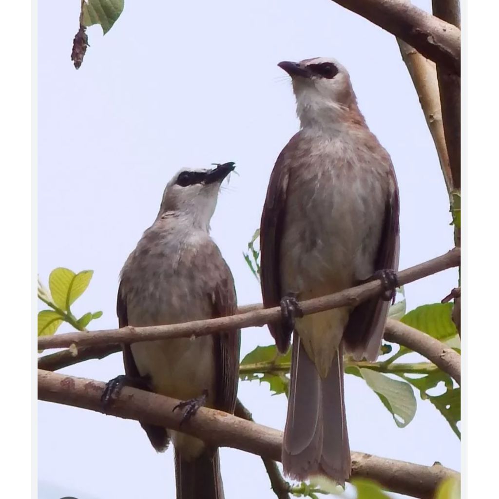 burung trucuk kebo pilihan