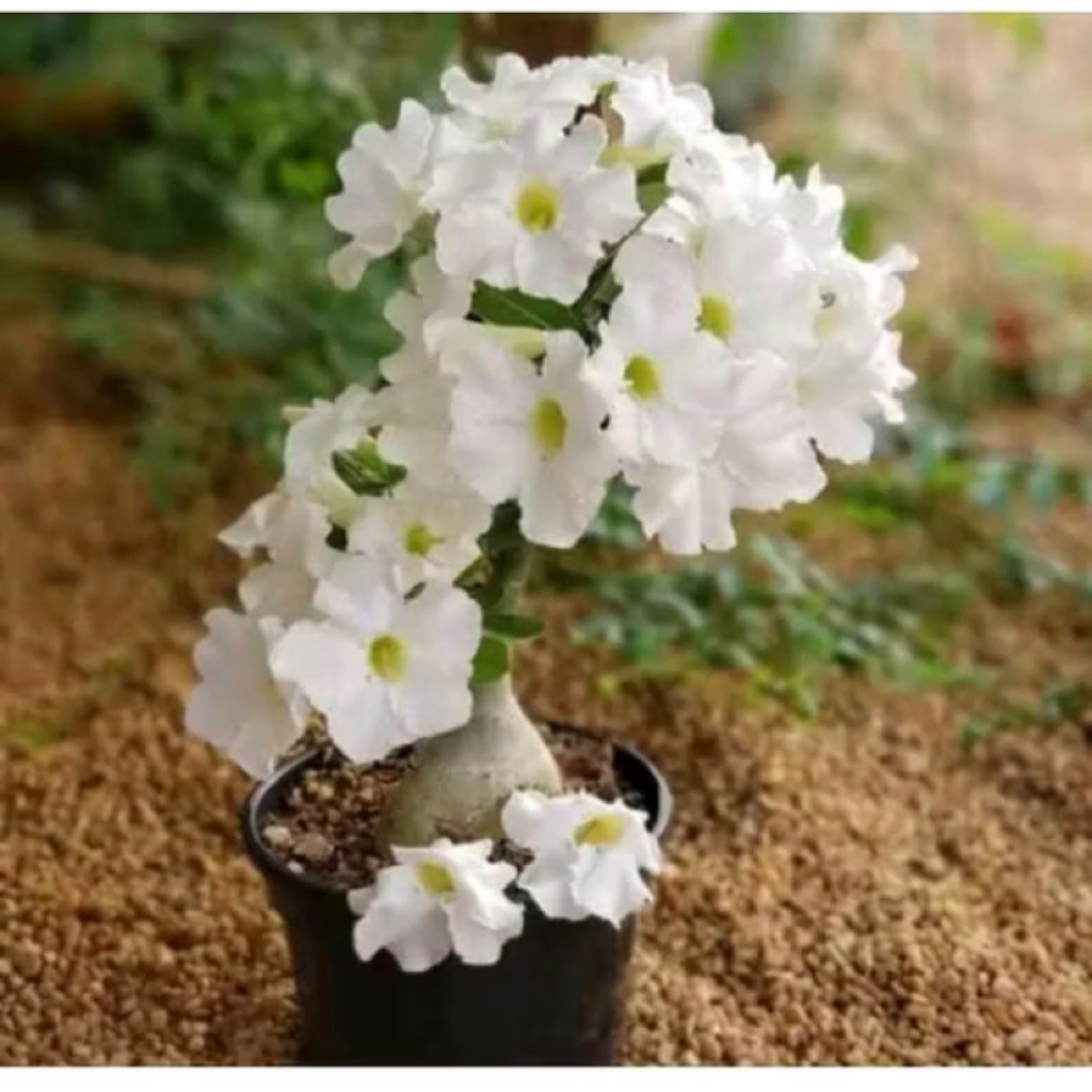 PROMO!! Bibit Adenium kamboja Jepang Bunga putih-bibit adenium-Tanaman hias adenium kamboj jepang