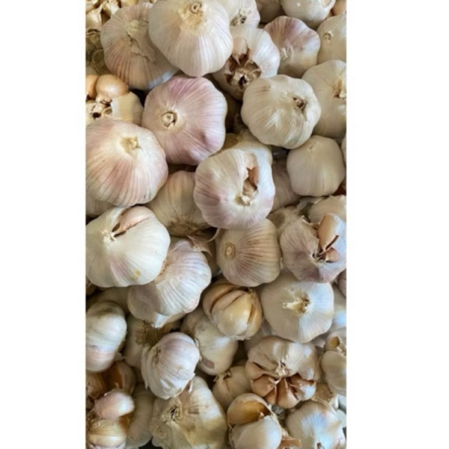 bawang putih 1 kg