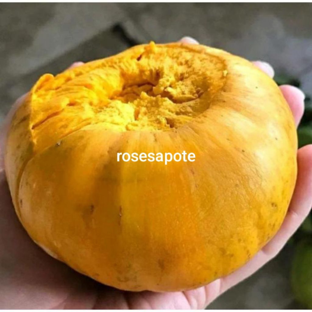 bibit rose sapote
