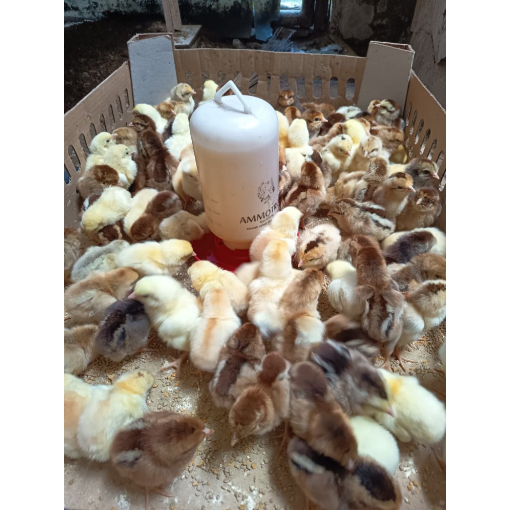 DOC KUB2JANAKA Kaki Kuning