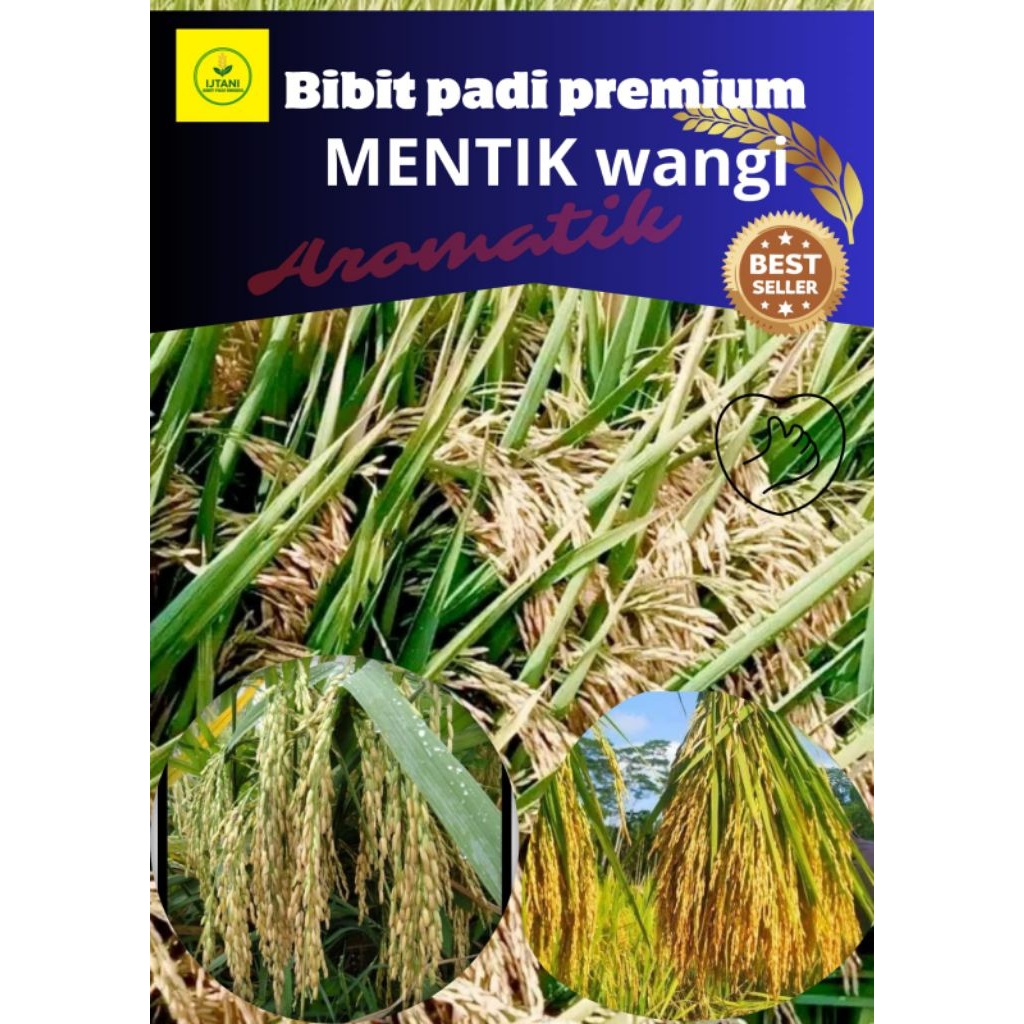 bibit padi MENTIK WANGI 1KG