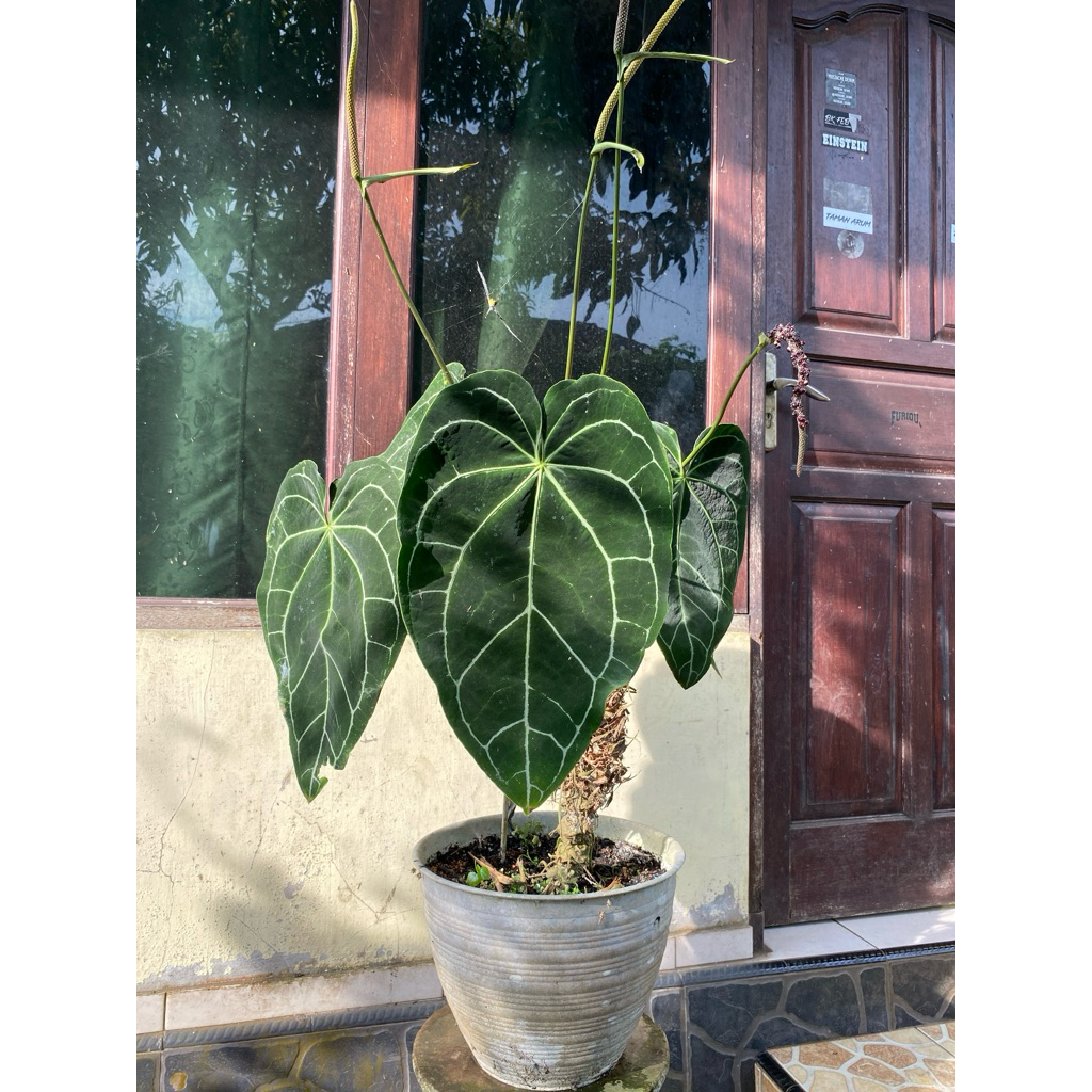 Anthurium Crystallinum Kuping Gajah Besar / Anthurium Kuping Gajah Daun Lebar