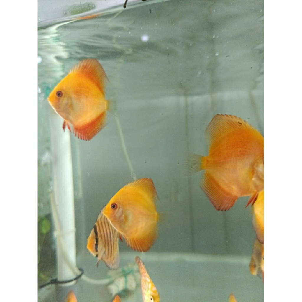 Hiasan akuarium / Discus / Red melon