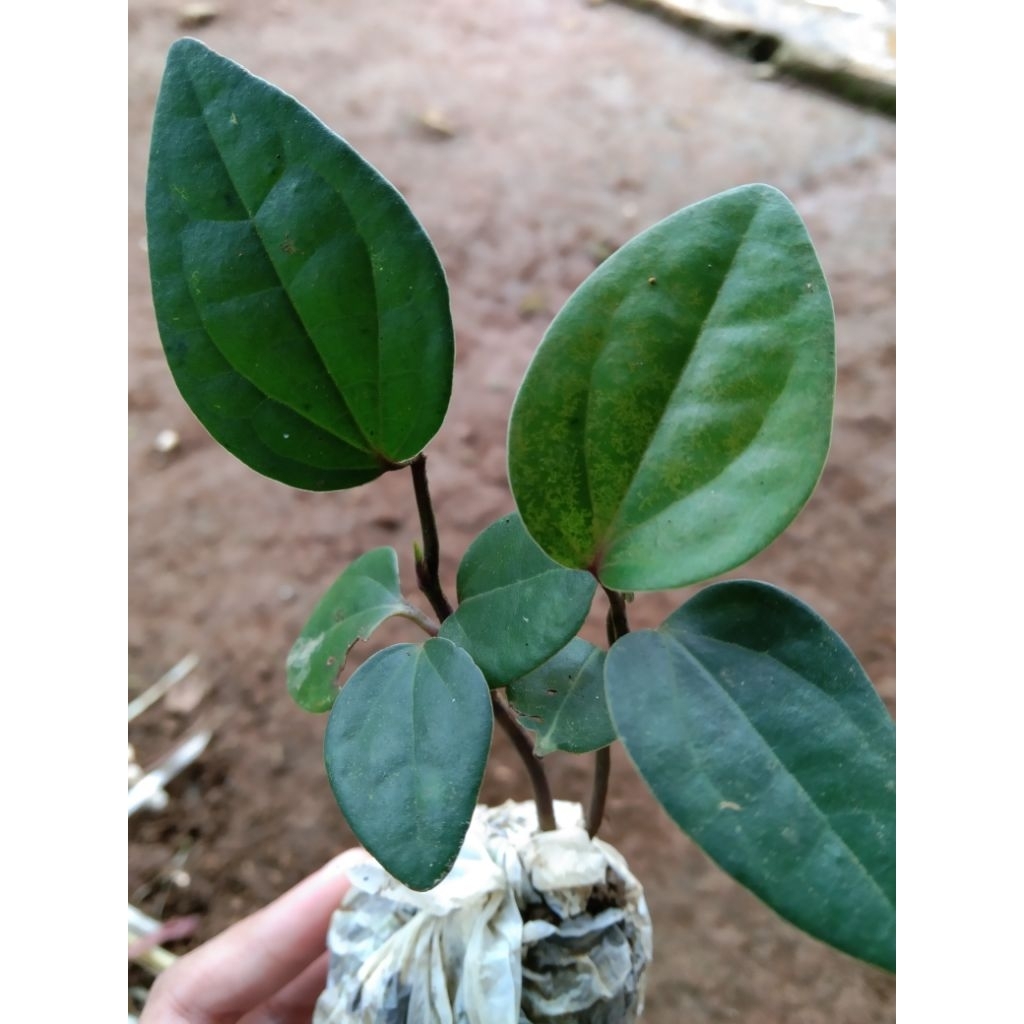 Bibit kemukus siap tanam bibit super isi 3