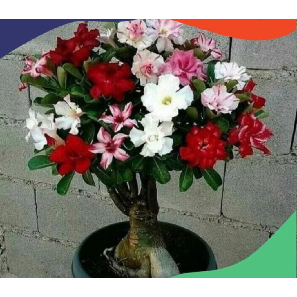 PROMO Tanaman hias adenium kamboja jepang-bibit adenium kamboja jepang