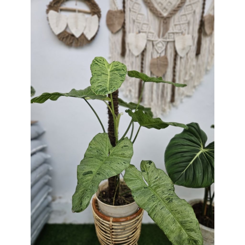 Philodendron Paraiso Verde / Philo Paraiso Verde