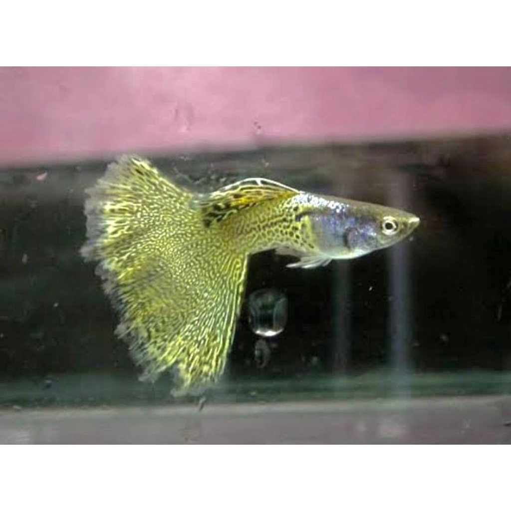 Guppy Metal Snake Skin Yellow Lace