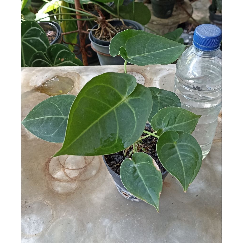 Anthurium Kuping Gajah Desleri