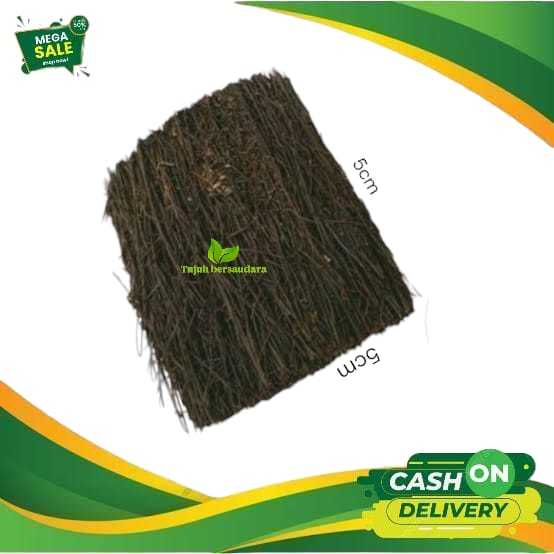 seedling anggrek bulan hybrid - bibit anggrek bulan berkualitas
