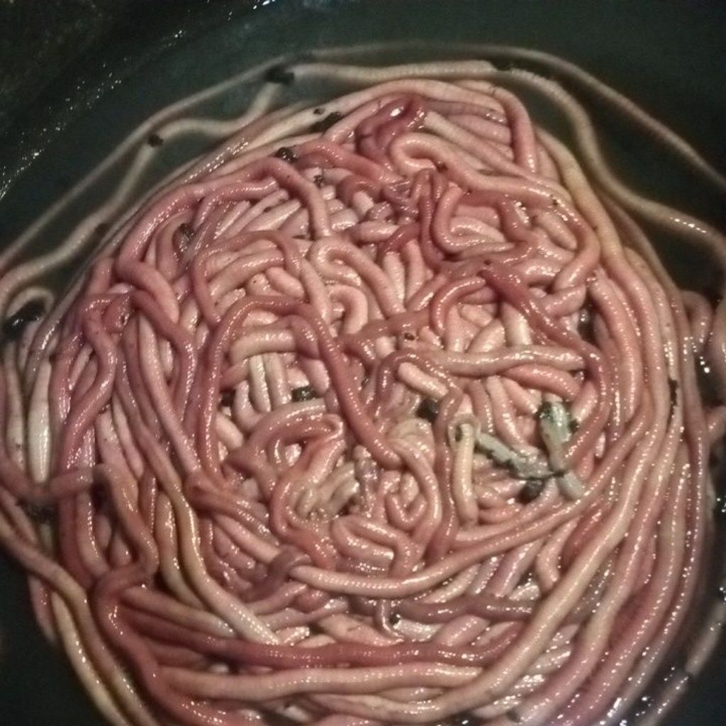 cacing nipah grade A+