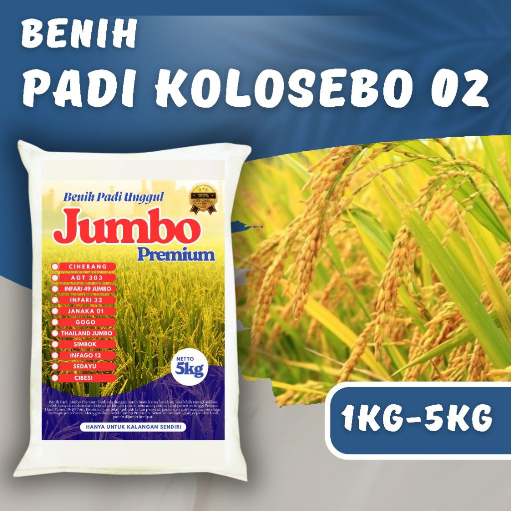 PADI UNGGUL KOLOSEBO 02 1 KG - 5 kg PREMIUM Padi kolosebo 02 Berkualitas Super