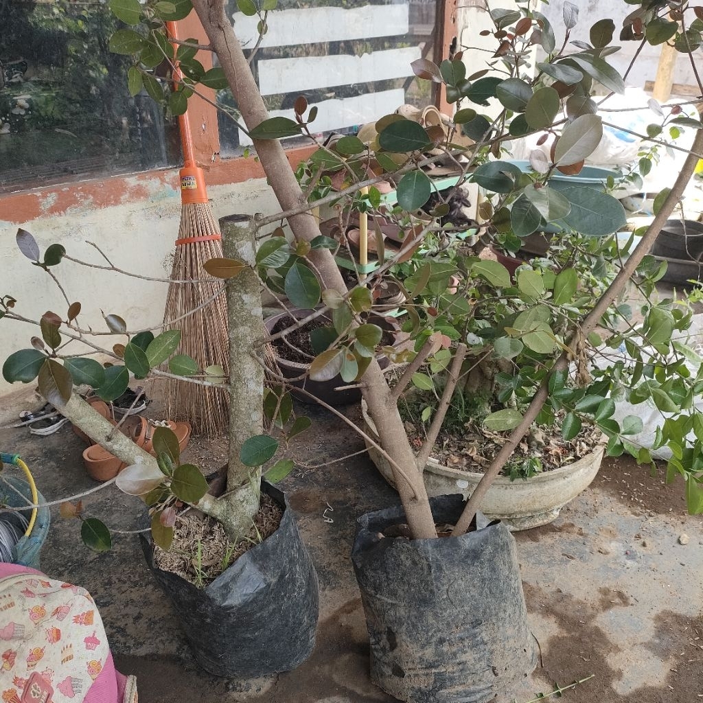 Bahan Bonsai Iprik Silver Ori