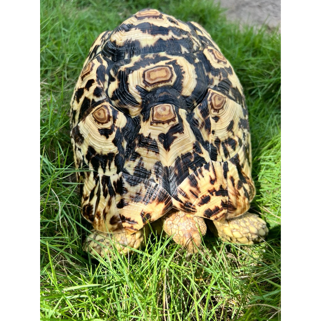 pardalis pardalis alias pardalis jumbo ukuran 28cm