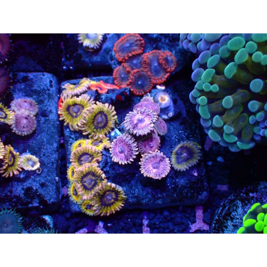 zoa mix frag