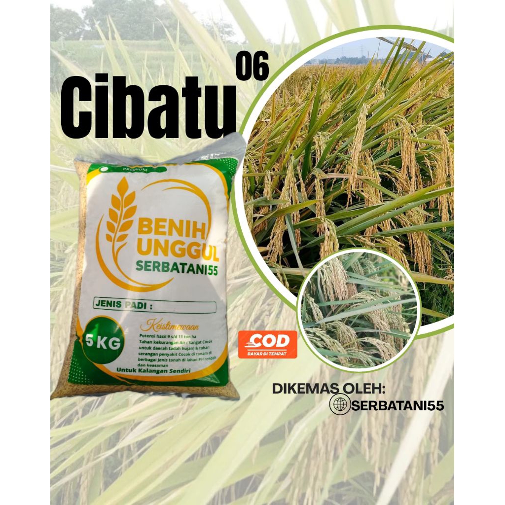Benih padi bibit padi 5 kg Cibatu 06