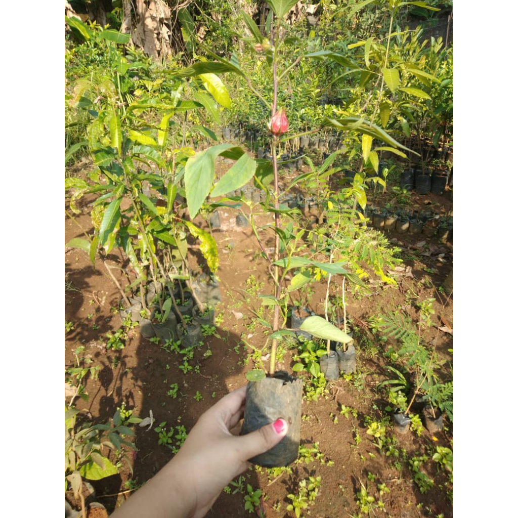 Bibit Tanaman Rosella - Tanaman Herbal Rosella - Banyak Manfaatnya