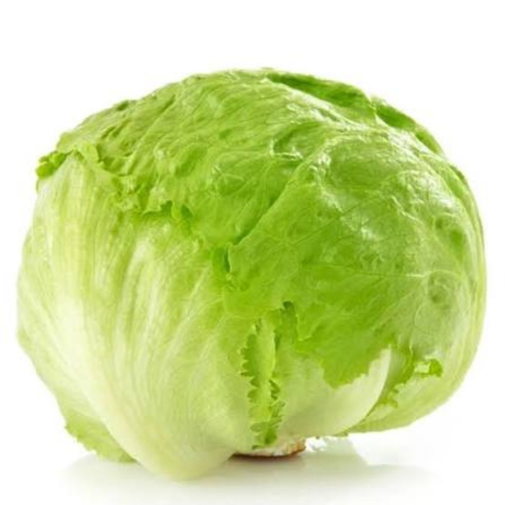 Selada Bulat/Selada Bokor( Lettuce)