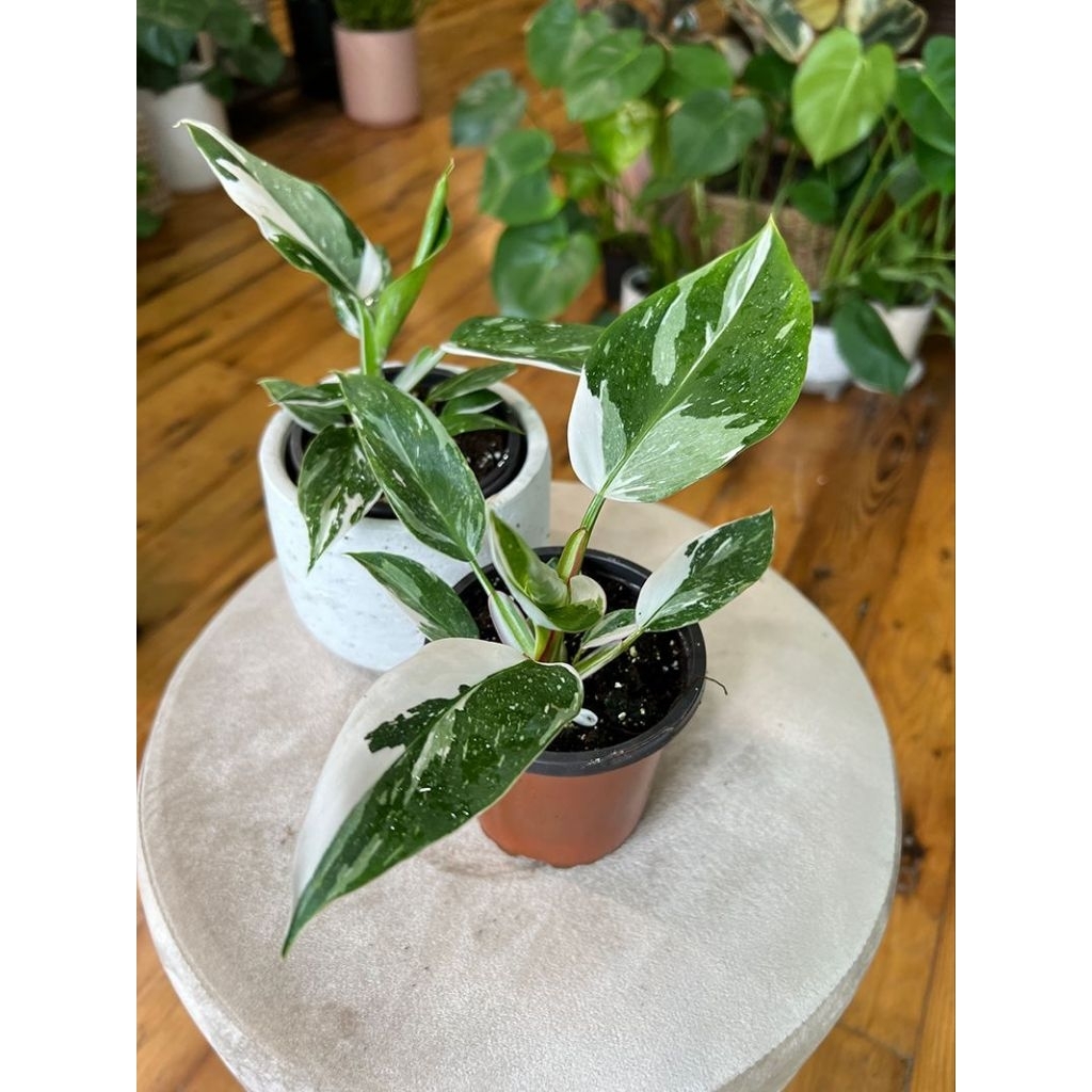 Philodendron White Princess / Philo witt princes / pilo wp variegata