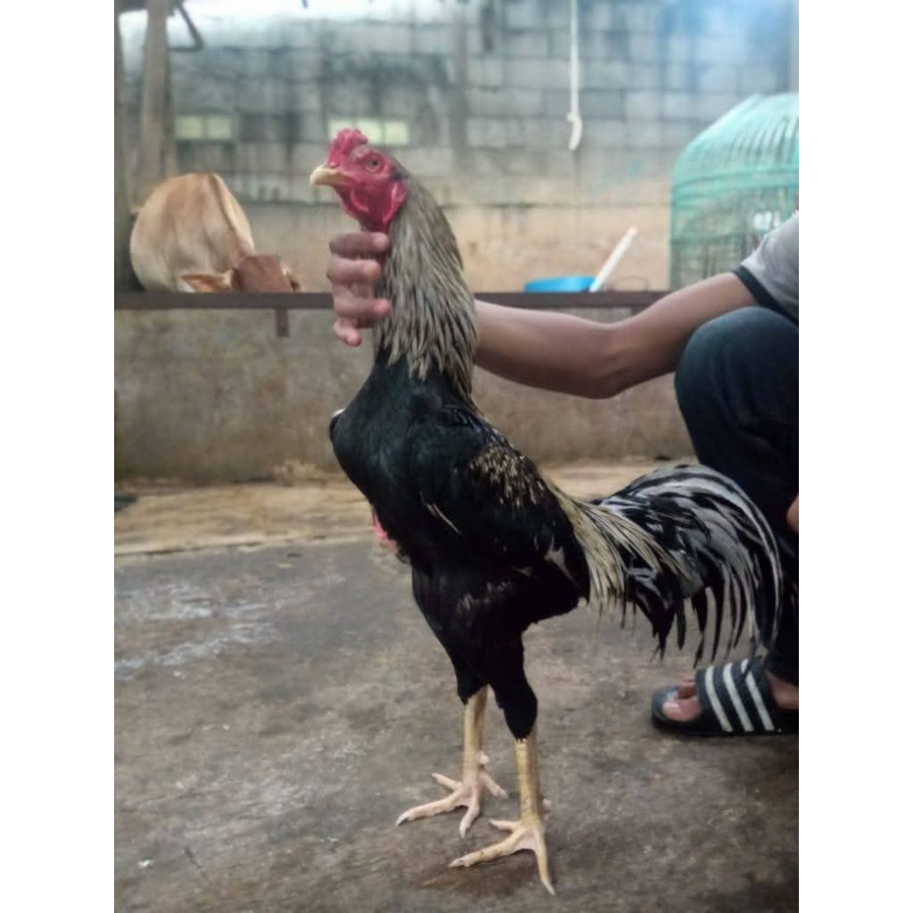 Telur ayam fertill Bangkok super // telur ayam fertill Bangkok