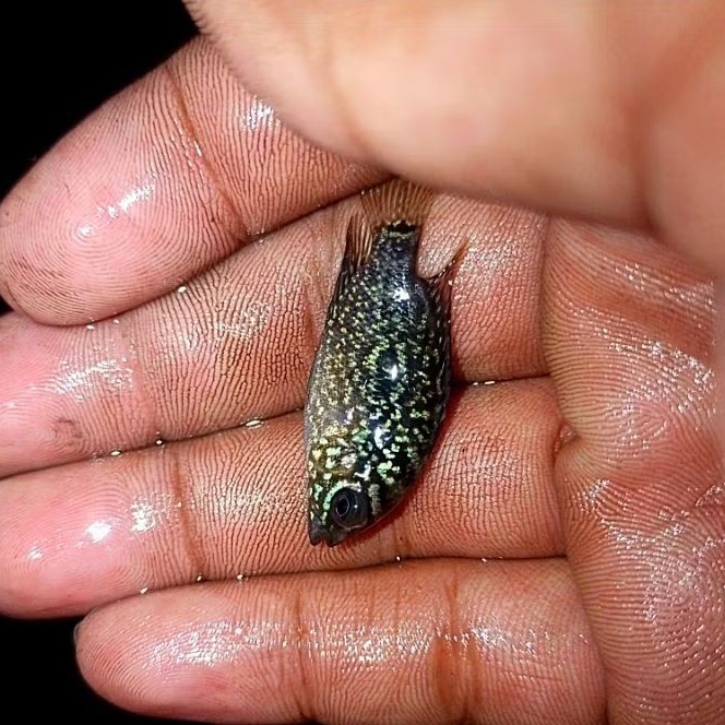 Louhan Kamfa Malau Ori Thailand