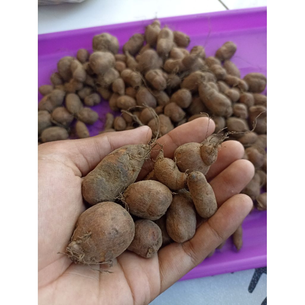 kentang hitam super 1kg kentang ireng segar