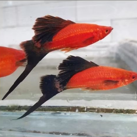 Hiasan Aquarium Aquascape Platy Red Wagtail