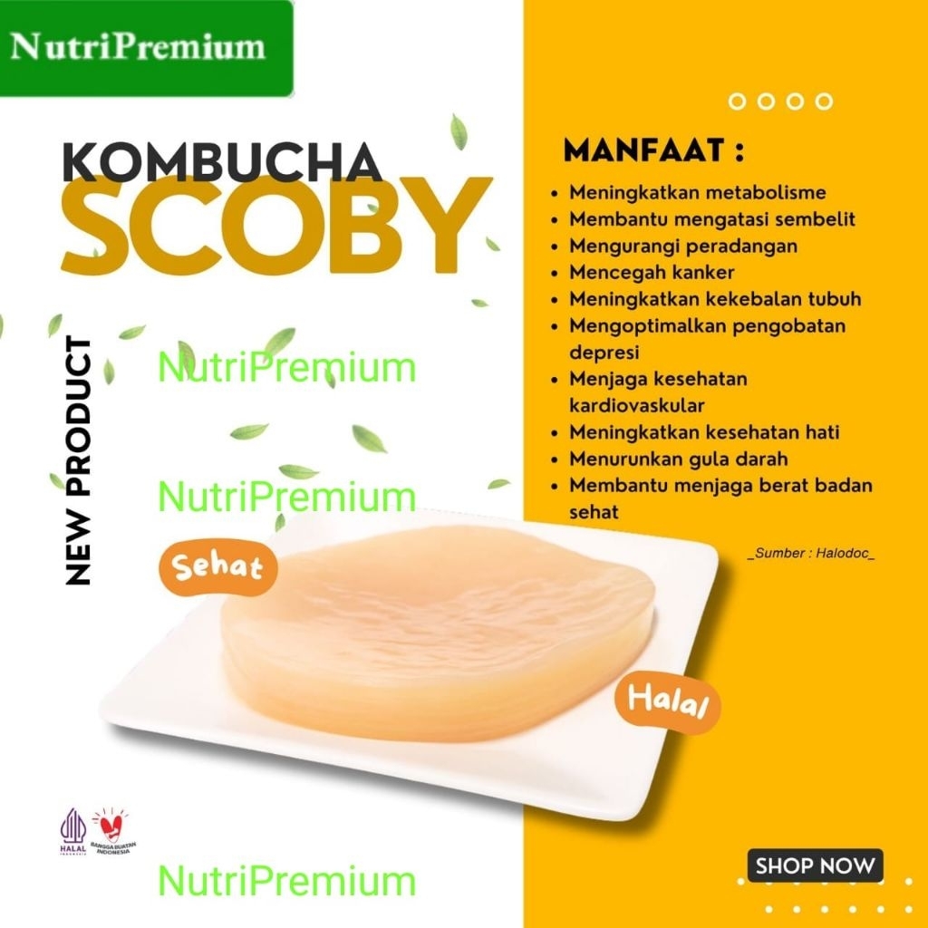 (Ready Stok) Jamur Kombucha / Scoby Combucha Dan Air Starter Scoby Jamur Fermentasi Sehat Scoby Komb