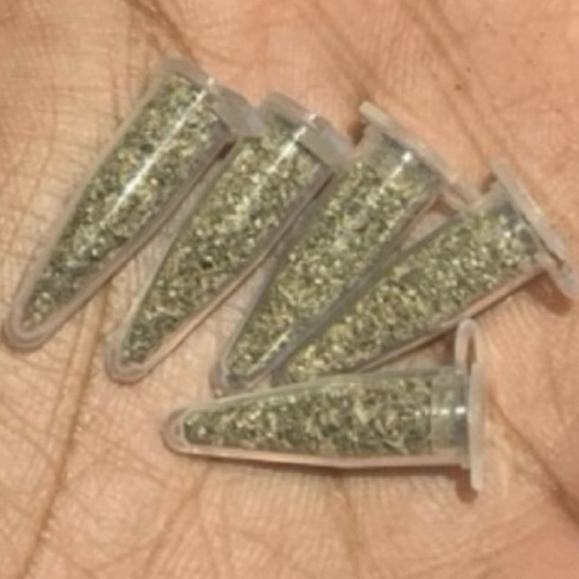 Telur Kutu Air Moina Macrocopa Sudah Uji Penetasan bergaransi