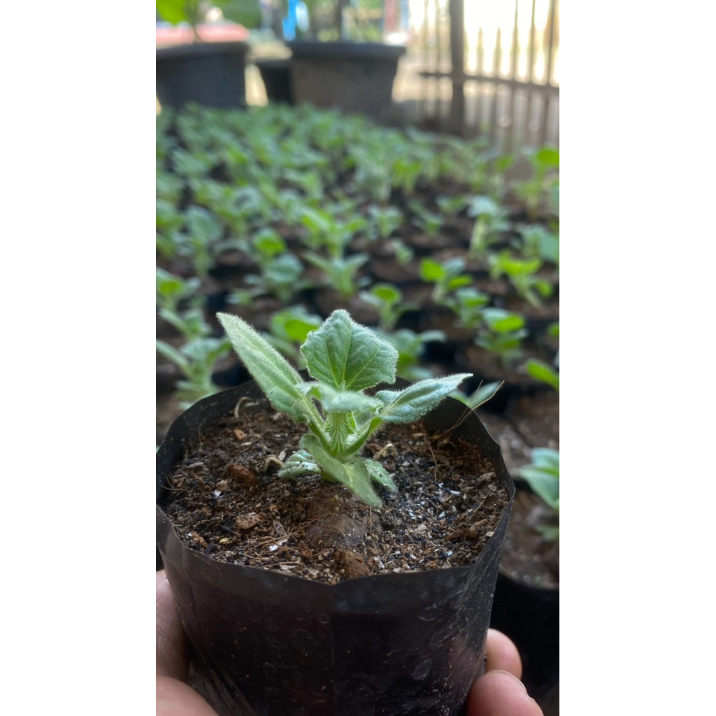 bibit ubi yacon semai dalam polibag  kaya manfaat