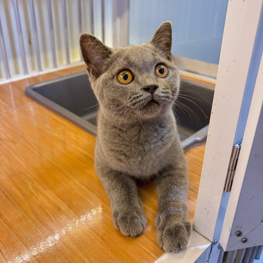 kitten scottish straight // kucing bsh