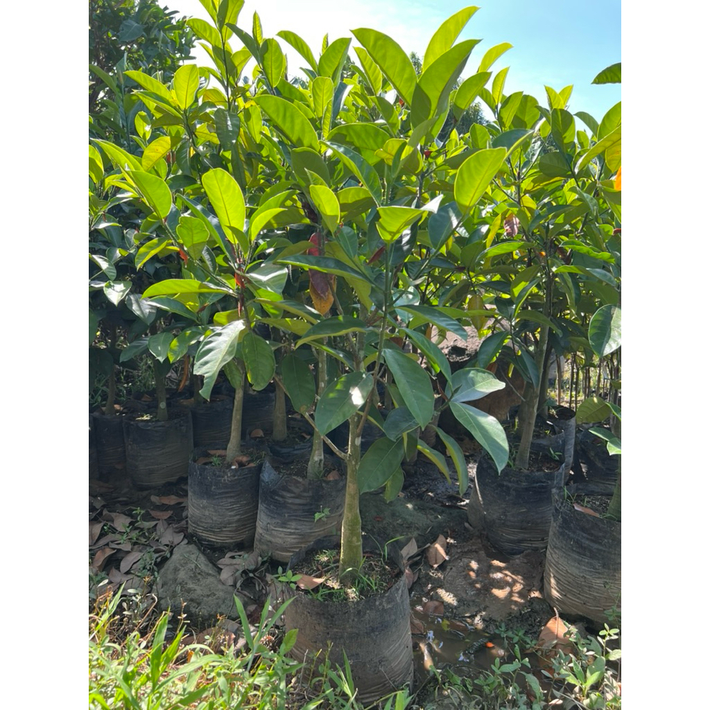 Bibit Cempedak King / Nangka Cempedak King Batang Besar Rimbun Siap Berbuah