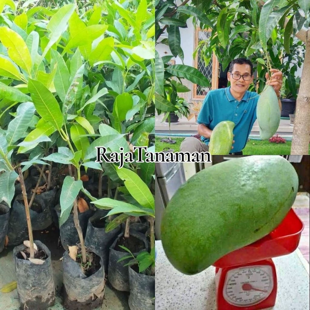 Bibit Mangga Mahatir Super Jumbo Original