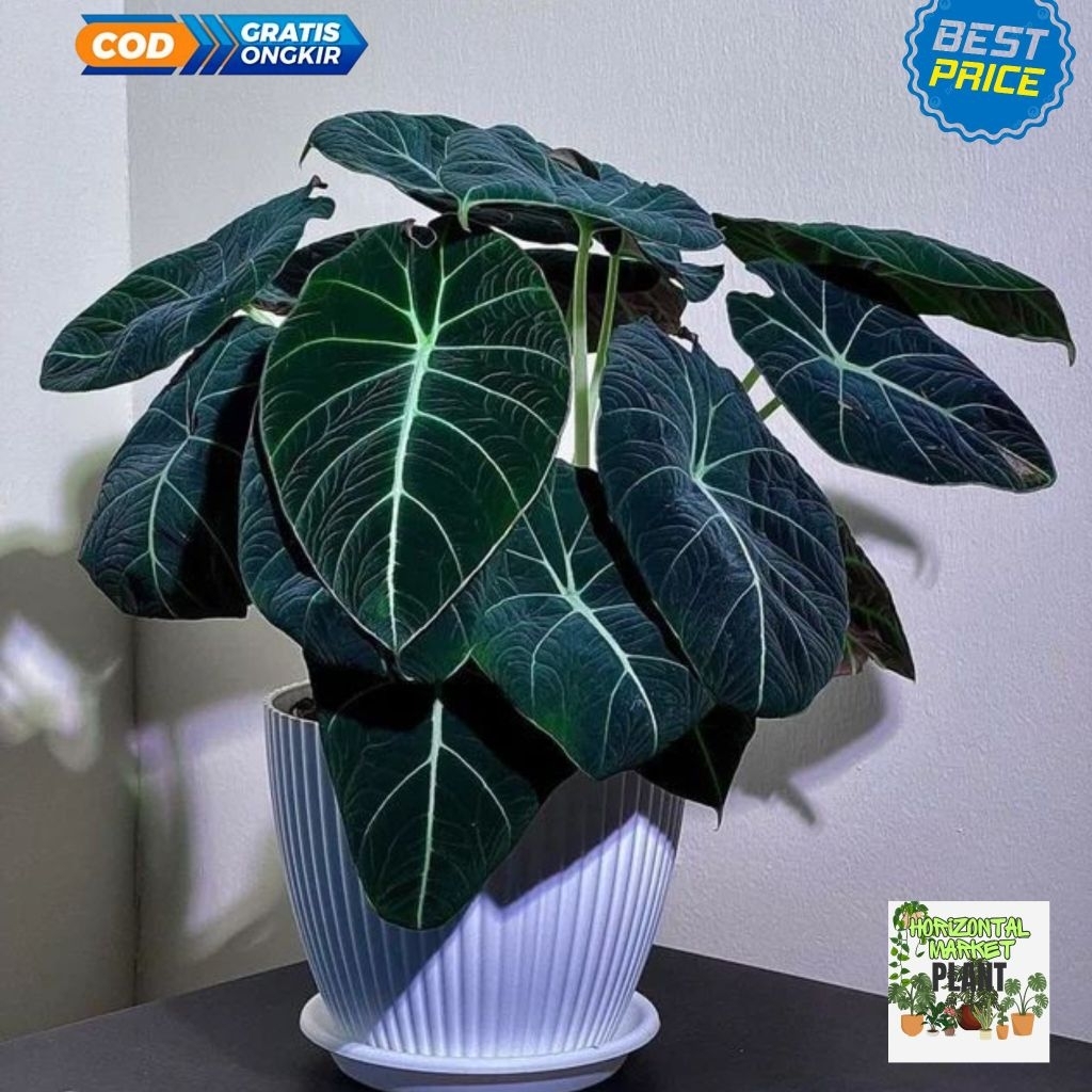 Alocasia black velfet - tanaman hias alocasia black velfet