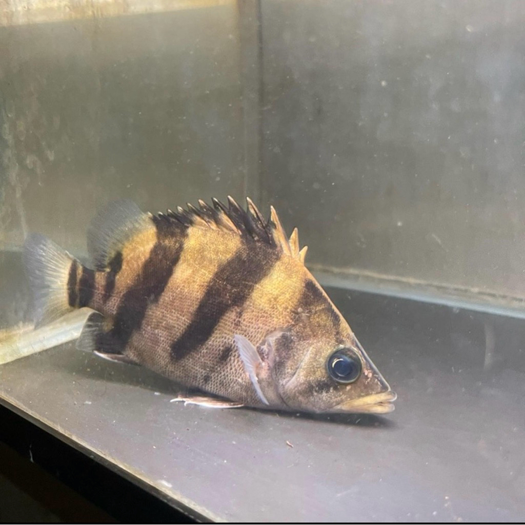 ikan datz tigerfish 3 bar 13cm