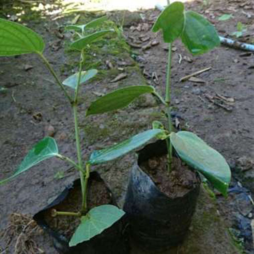 bibit merica hidup siap tanam| tanaman lada | bibit rempah