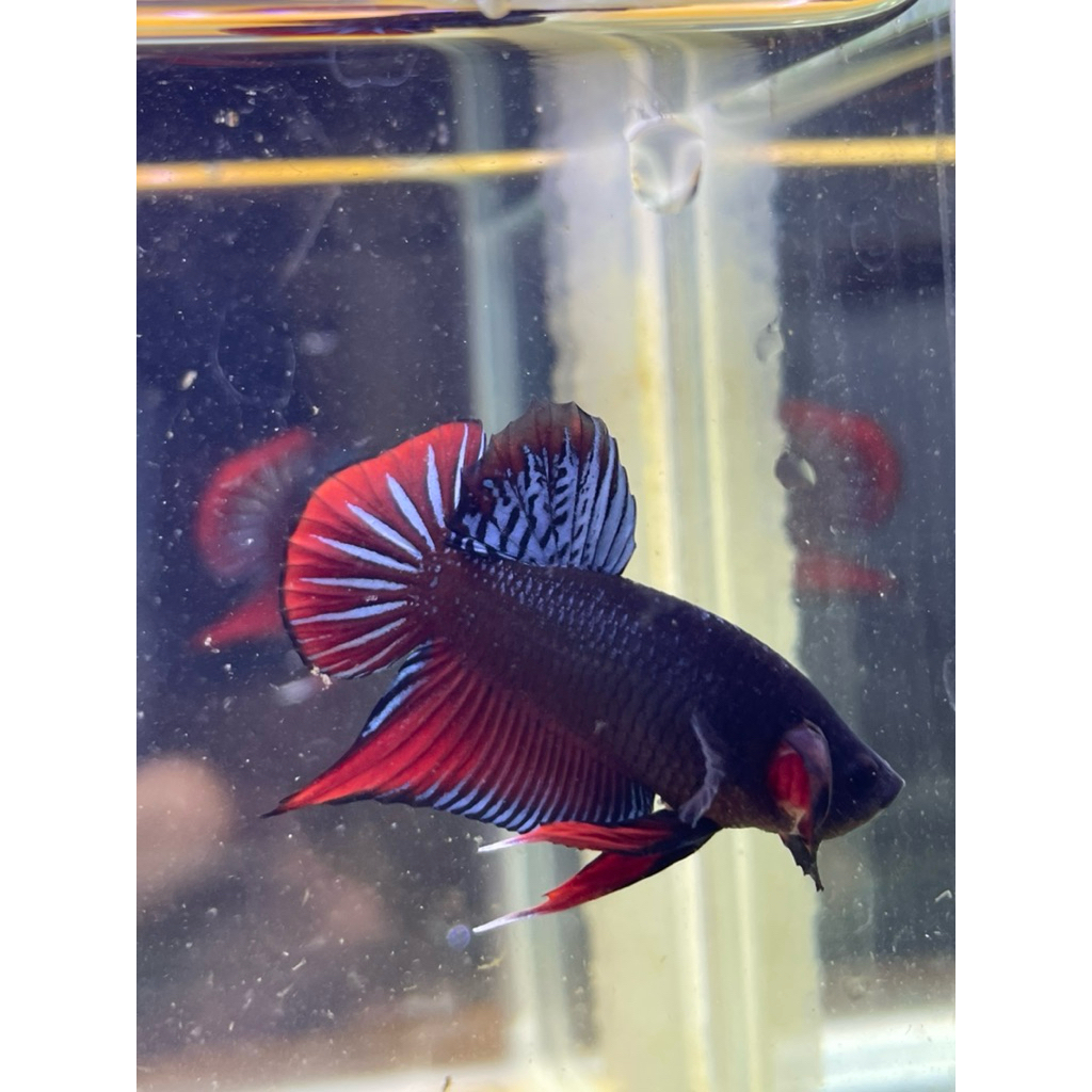 Wild Betta Splendens real pict