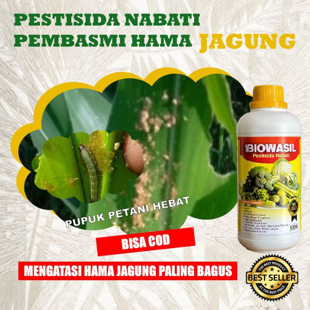 Pestisida Nabati Biowasil untuk Jagung | Atasi Hama Ulat & Serangga Daun | Tanaman Jagung Sehat Pane