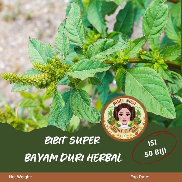 Bibit Super Bayam Duri Herbal | Biji Benih Bayam Duri Herbal