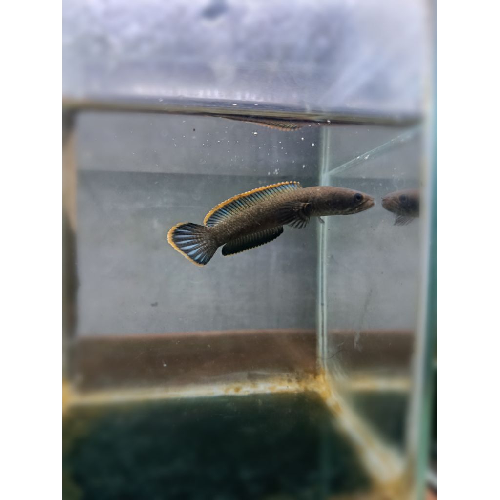 kardus limbata pair