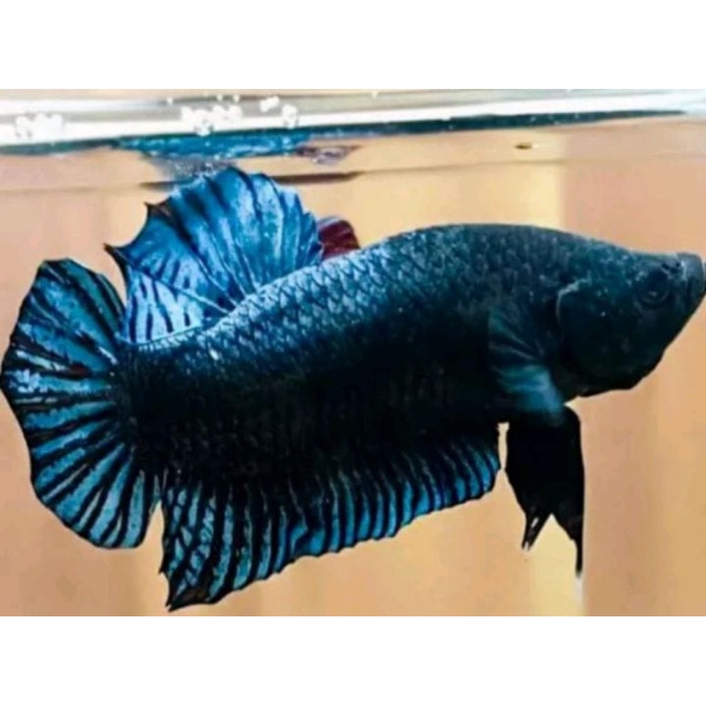 ikan cupang bagan ikan aduan berkualitas