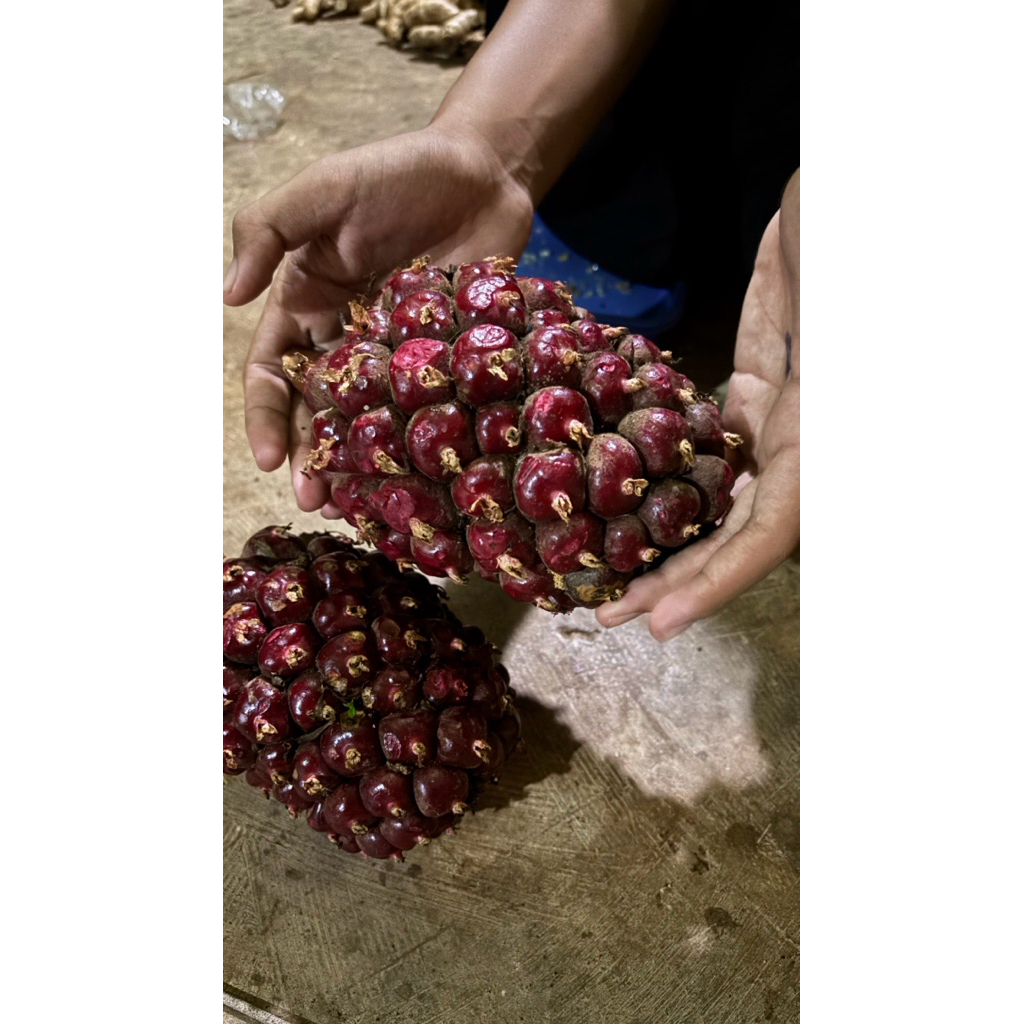 buah kecombrang 1kg