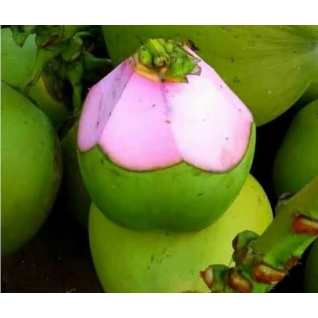 KELAPA IJO WULUNG KELAPA OBAT