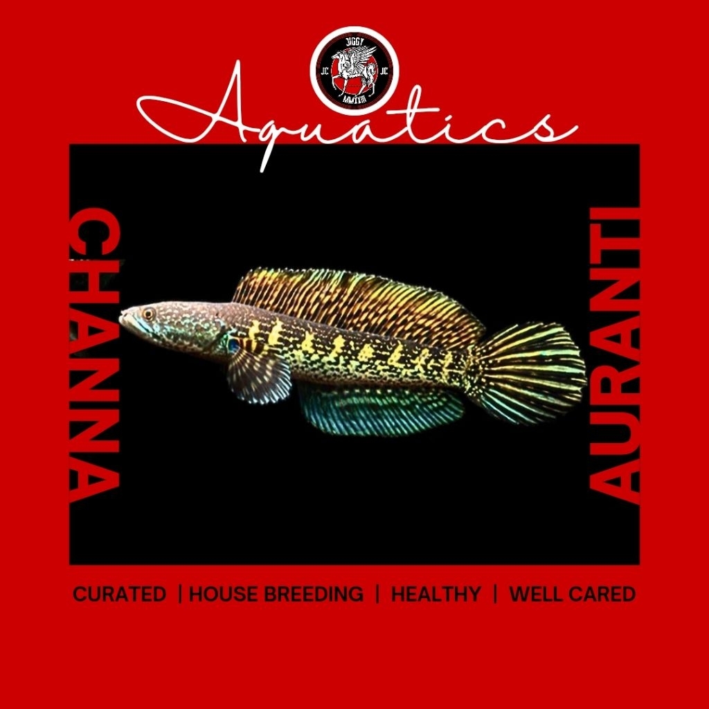 hiasan rumah CHANNA AURANTI 13cm-15cm