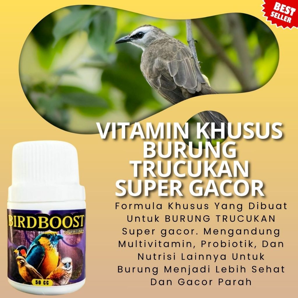 Vitamin Burung Trucukan Rajin Bunyi | Doping Trucukan Konslet Gacor Nafas Panjang & Mental Juara