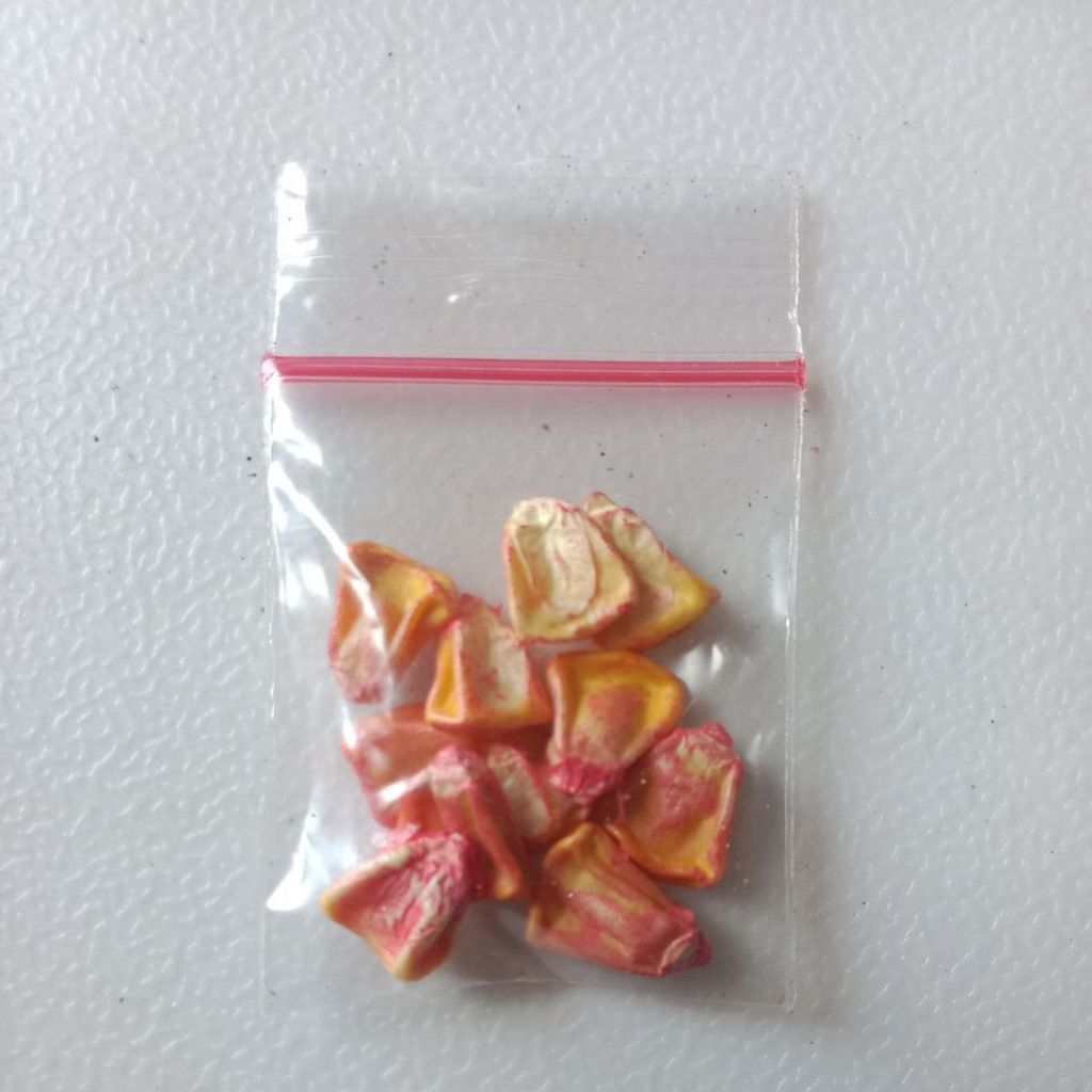 bibit jagung manis