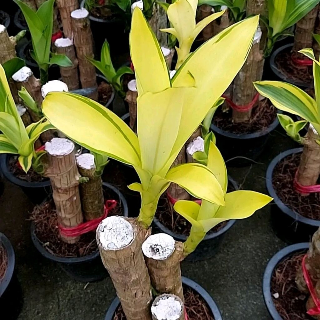 bahan bonsai hanjuang