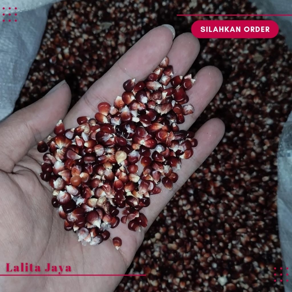 JAGUNG MANGGIS JAGUNG UNGU PAKAN MERPATI AYAM DERUK PUTER 10.000 GRAM