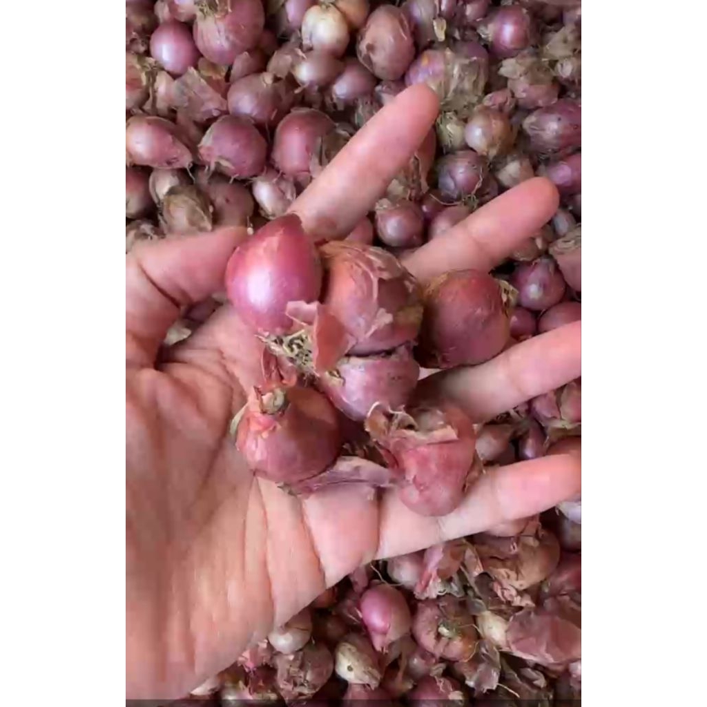 bawang merah 1kg