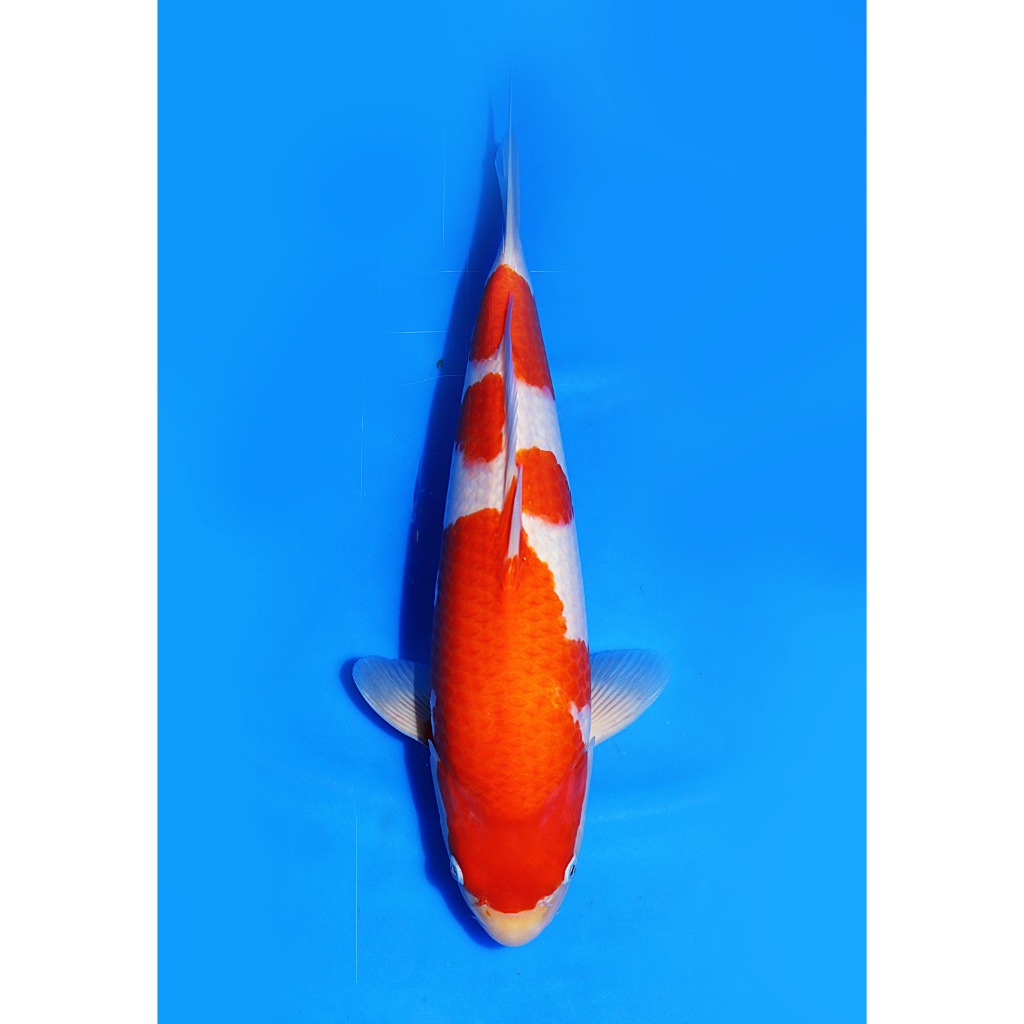 Koi Import Kohaku Marudo Koi Farm Size 42 cm